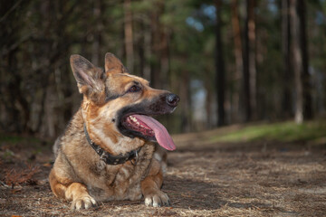 A dog on the background of the forest. A dog in the woods. A shepherd in the forest. A dog on a walk in the woods.