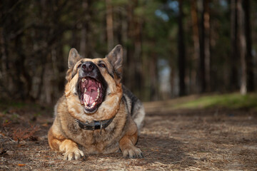 A dog on the background of the forest. A dog in the woods. A shepherd in the forest. A dog on a walk in the woods.
