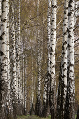Spring birches in the park.