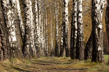 Spring birches in the park. - 500749483
