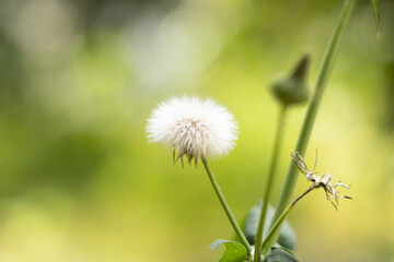 dandelion closeup
