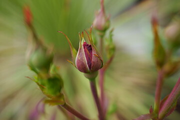 rose rouge au printemps
