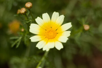 yellow and white flower