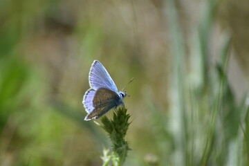 Mariposa icarus (Polyomatus icarus)