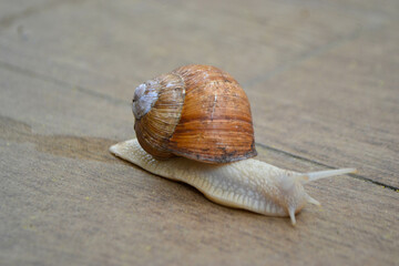 Roman Snail - Helix pomatia, common snail from European gardens and meadows, Czech Republic.