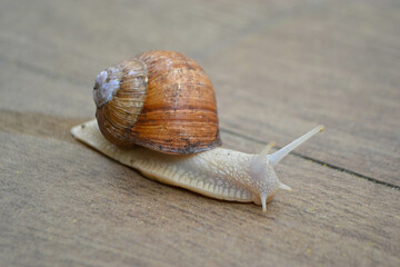 Roman Snail - Helix pomatia, common snail from European gardens and meadows, Czech Republic.