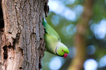 green parakeet on tree