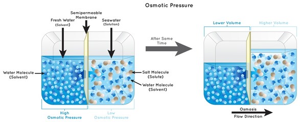 Osmotic Pressure Infographic Diagram showing fresh water separated from seawater by semipermeable membrane in container solvent solute solution osmosis flow direction physics science education vector - obrazy, fototapety, plakaty