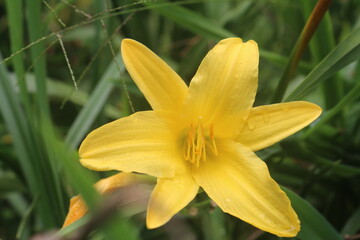 Obraz premium flores 