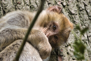 Monkey / Affe / Portrait
barbary macaque
