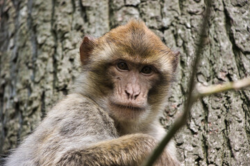 Monkey / Affe / Portrait
barbary macaque