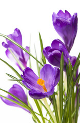 Flower in the spring. Purple crocuses isolated on white background