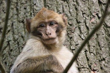 Monkey / Affe / Portrait
barbary macaque