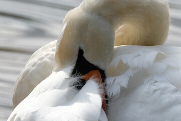 Obraz premium white swan on the water