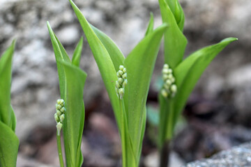 muguet - clochettes de muguet commun pour porter bonheur le 1er mai le jour de la fête du travail dans un jardin