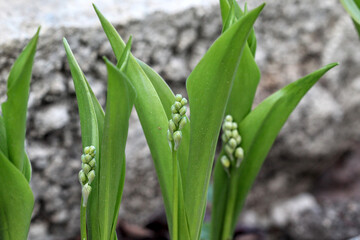 muguet - clochettes de muguet commun pour porter bonheur le 1er mai le jour de la fête du travail dans un jardin