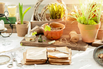 seedlings of bulbous flowers in pots in spring