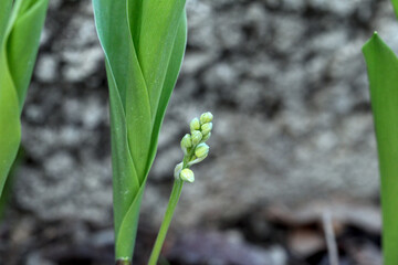 muguet - clochettes de muguet commun pour porter bonheur le 1er mai le jour de la fête du travail dans un jardin