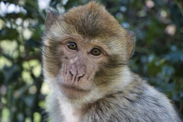 Monkey / Affe / Portrait
barbary macaque - obrazy, fototapety, plakaty