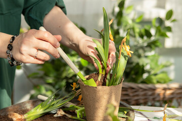 girl plants flowers in pots in spring