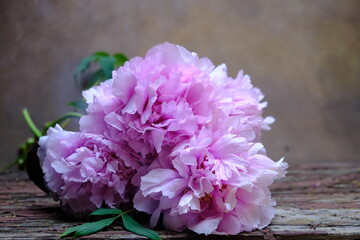 
pink peonies lying on an old wood