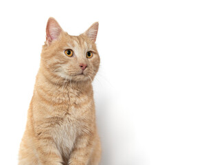 Red cat sits on the background of a white wall