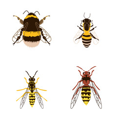 Four buzzing insects are a bee, a wasp, a bumblebee and a hornet. Useful and harmful insects. Flat lay. Vector illustration isolated on a white background