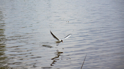 Gull.