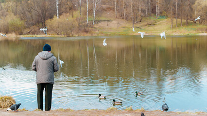 Obraz premium An elderly man in jacket and hat feeding birds and ducks standing on shore near water, outdoors. Rear view of lonely man feeding seagulls, copy space