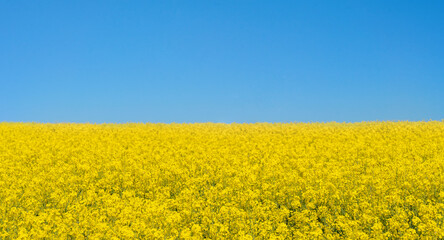 Fototapeta premium rapeseed field and cloudy blue sky in South Yorkshire. Amazing English landscape. Ukrainian flag. 