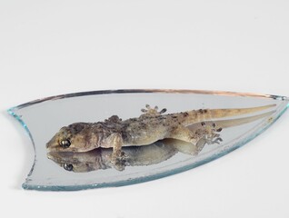 One Small Gecko Lizard and Mirror