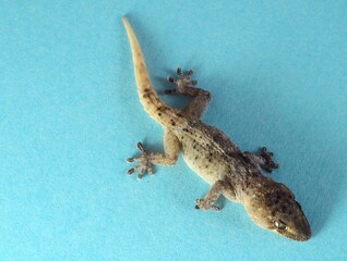 Gray Gecko Lizard