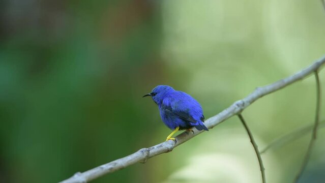 Male purple honeycreeper (Cyanerpes caeruleus longirostris) perched on branch, small bird in the tanager family, Panama, Central America