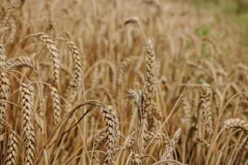 Ripe golden ear of wheat. Golden wheat field. Background of ripening ears. Ripe cereal crop. close up
