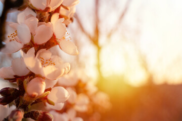 Flowers of the almond tree against the sunset. Beautiful nature scene with blooming tree and sun flare. Spring flowers. Beautiful Orchard. Springtime Space for text.
