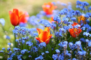 Orange red tulips in blue forget-me-not flowers. Selected focus.
