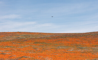 Small plane flying over a field of California golden poppies
