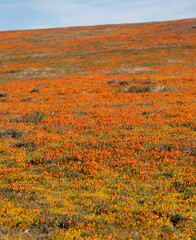 Fototapeta na wymiar Field of California golden poppies