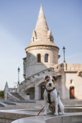 Beatiful Parson Russell Terrier City Portrait