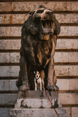 Beatiful Parson Russell Terrier City Portrait