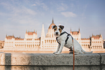 Beatiful Parson Russell Terrier City Portrait