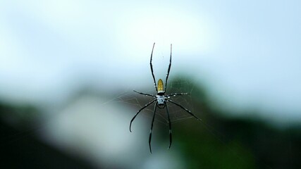 spider on a web
