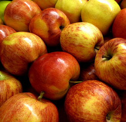 A pile of fresh-picked Royal Gala apples