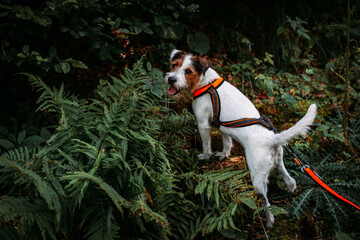 Beautiful Parson Russell Terrier portrait in the Nature