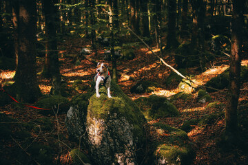 Beautiful Parson Russell Terrier portrait in the Nature
