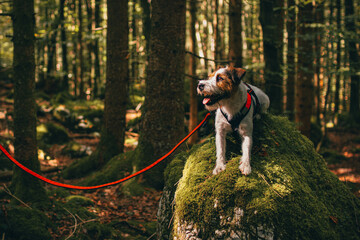 Beautiful Parson Russell Terrier portrait in the Nature