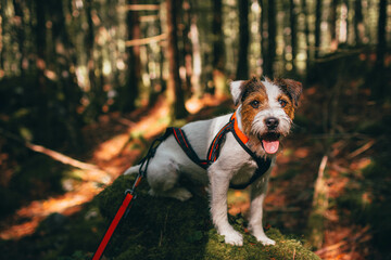 Beautiful Parson Russell Terrier portrait in the Nature