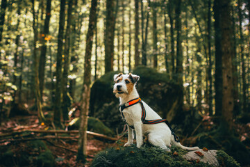 Beautiful Parson Russell Terrier portrait in the Nature