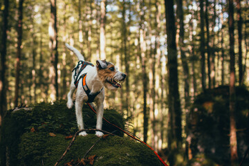 Beautiful Parson Russell Terrier portrait in the Nature