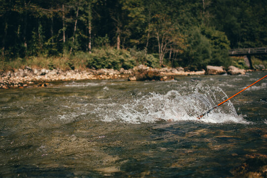 White Parson Russell Terrier Playing In The River